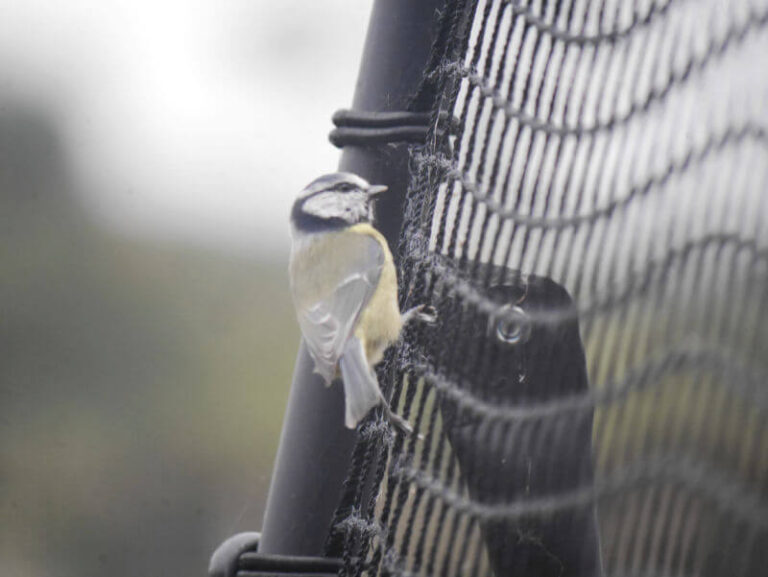 blue tit hanging on tennis rebounder net
