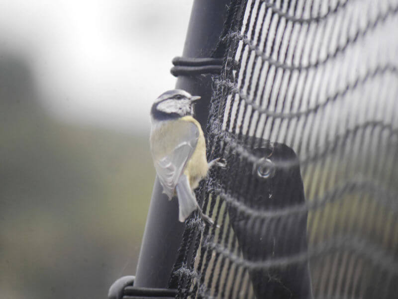 blue tit hanging on tennis rebounder net