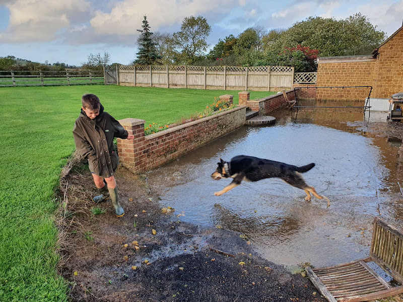 dog jumping to get to boy across flooded patio