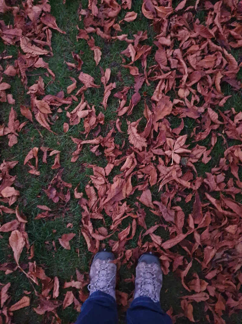 standing in brown autumn leaves on grass looking down