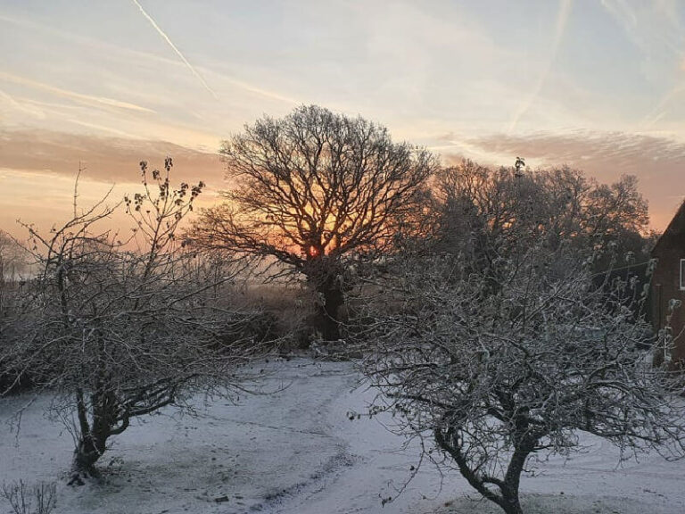 sunrise trees in a snowy morning