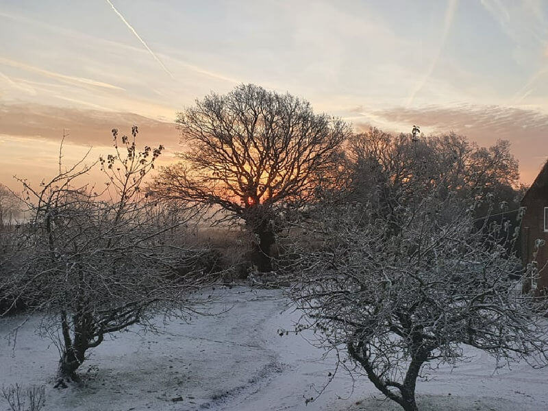 sunrise trees in a snowy morning