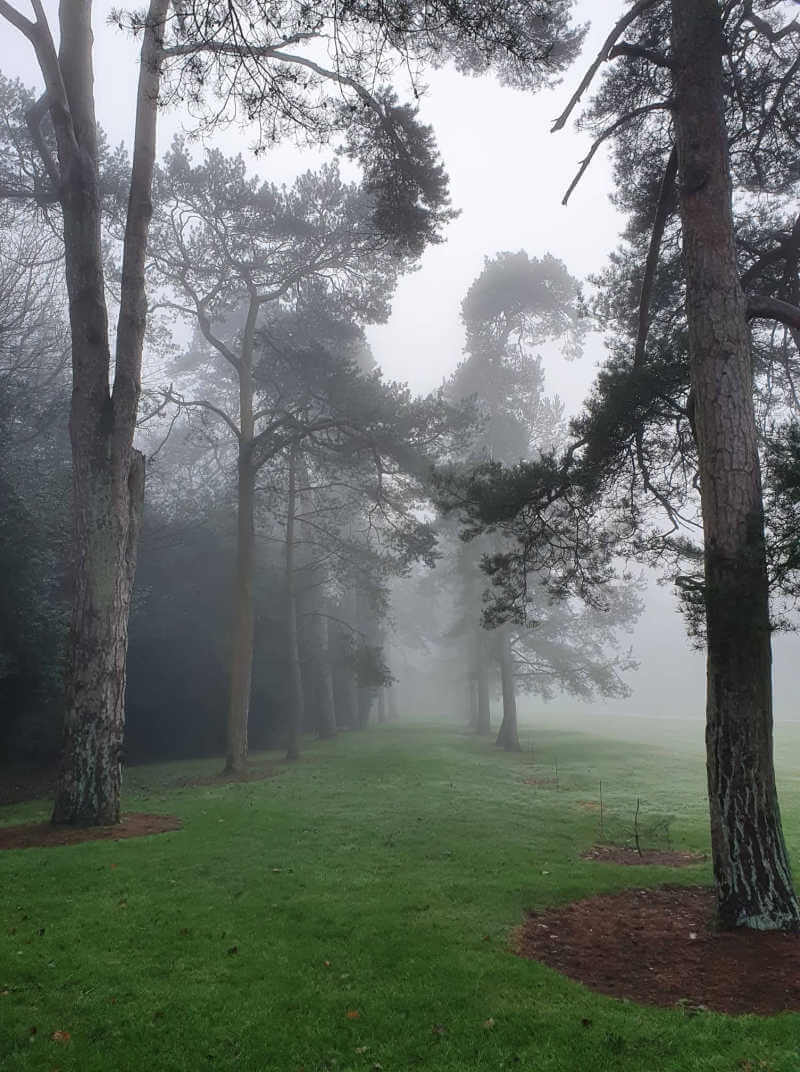 trees through the mist