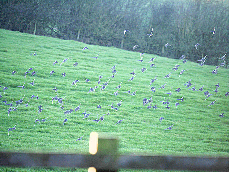 murder of crows in the air taking off