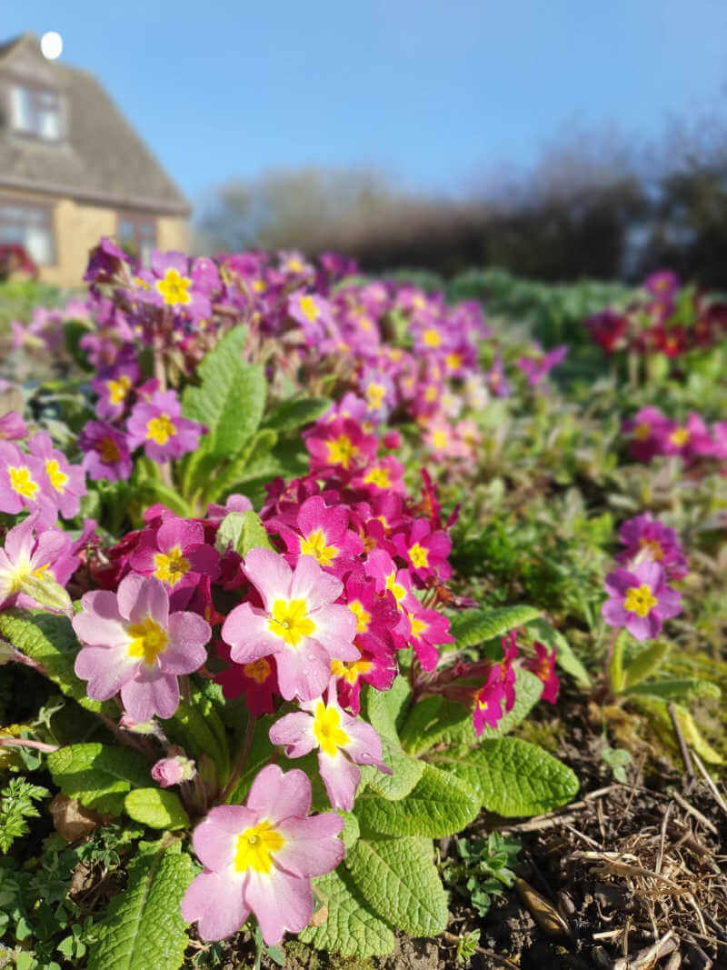 primroses in morning sun with blurred out house behind