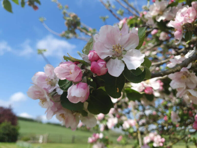 apple blossom against blue sky and clouds