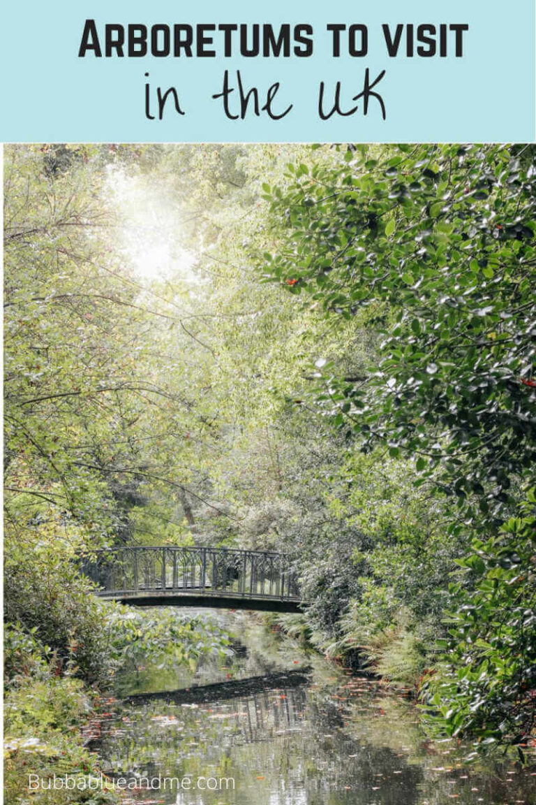 UK arboretums to visit photo by micheile-dot-com-at unsplash