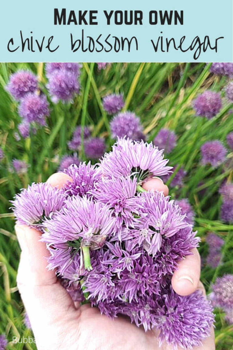 make your own chive blossom vinegar