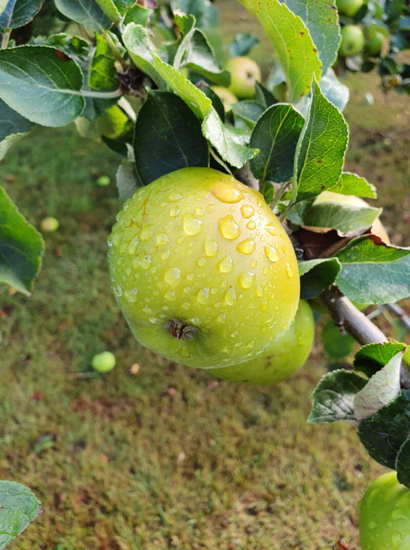 cooking apple on the tree cwith water drops on it lose up