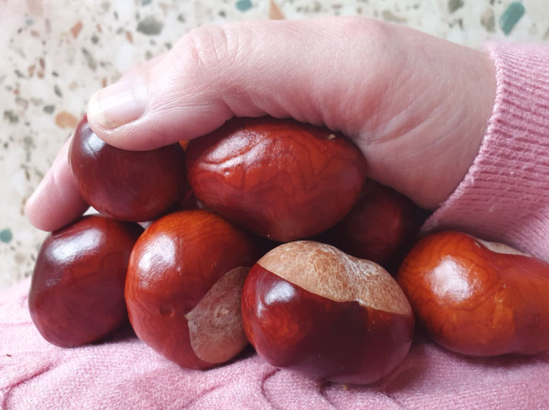 conkers held in hand