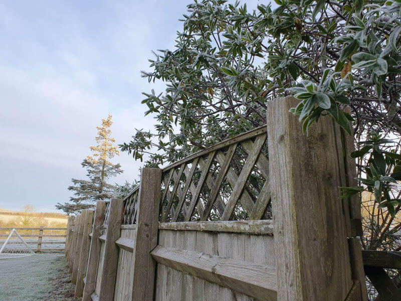 frosty buddleia over and looking along a wooden garden fence