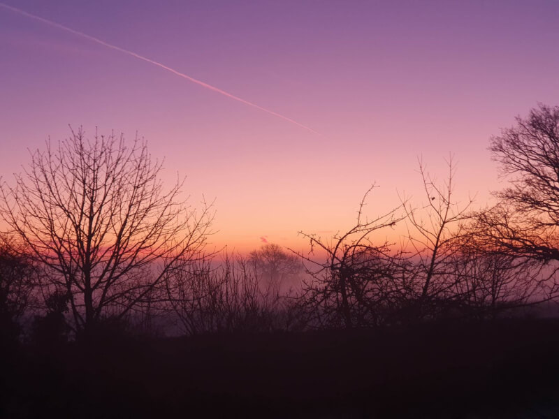 misty sunrise looking across trees in winter, pink and purple sky