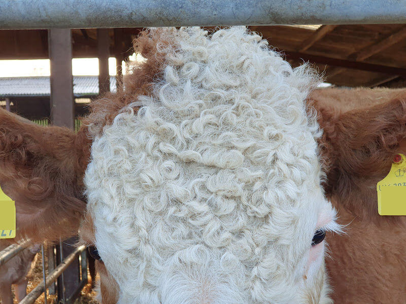 curly haired cow's forehead_