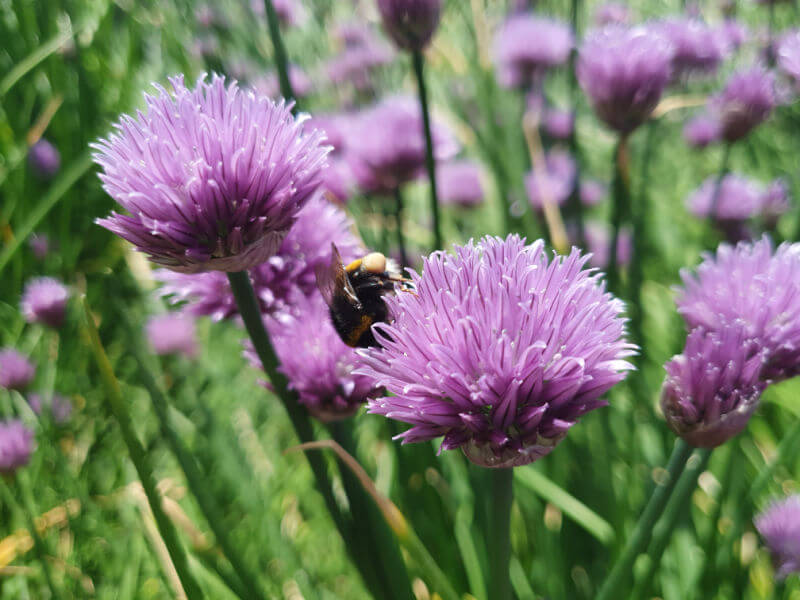 bee on purple wild chives