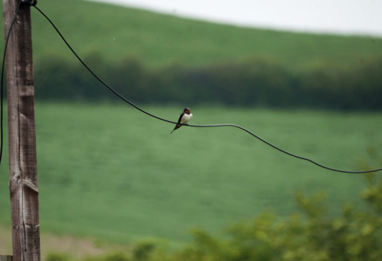 swallow on electric wire over a field