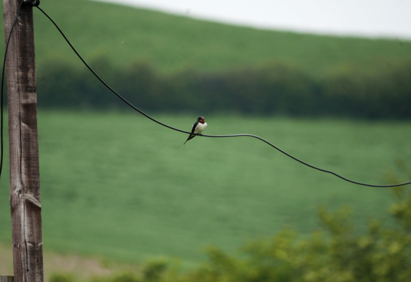 swallow on electric wire over a field