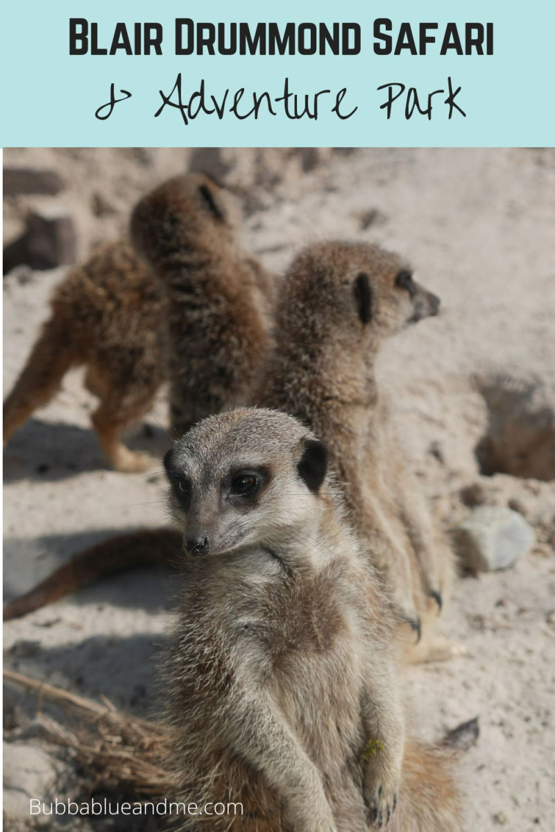 blair drummond safari and adventure park