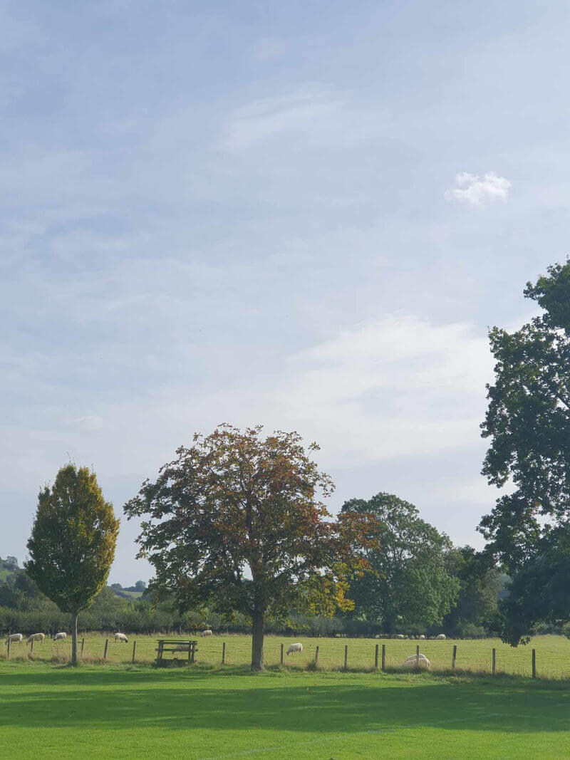 trees and overlooking the sheep from the playing fields