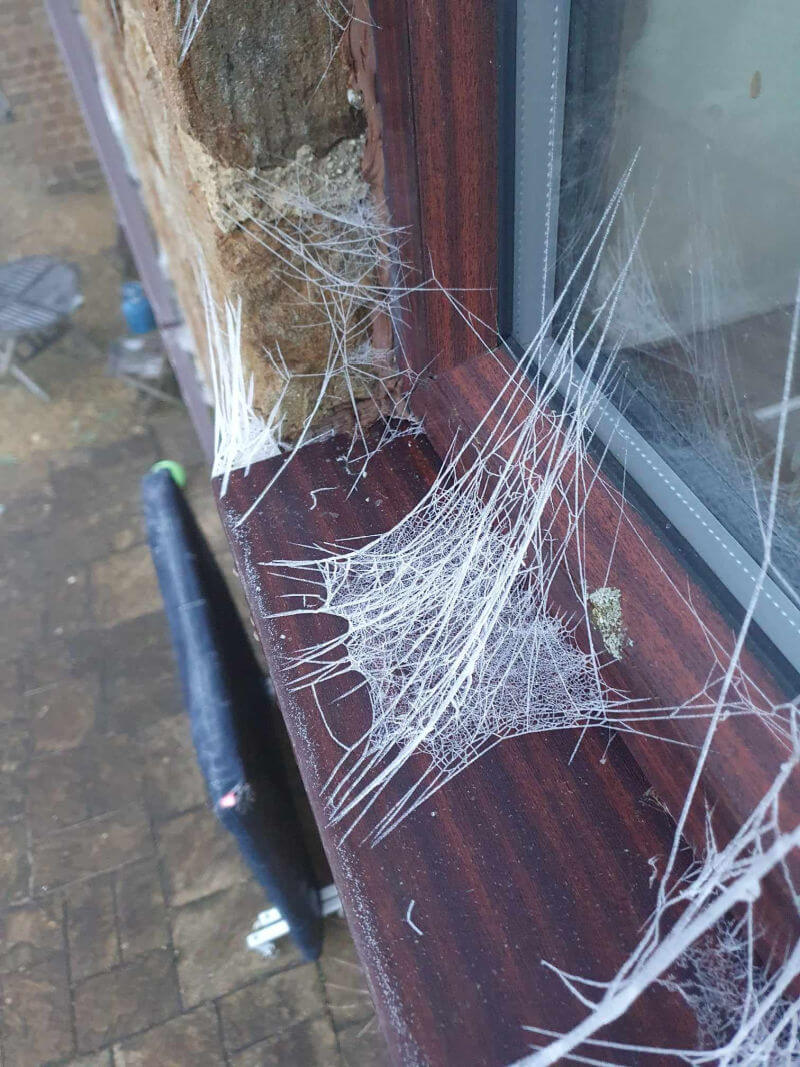 frozen cobwebs