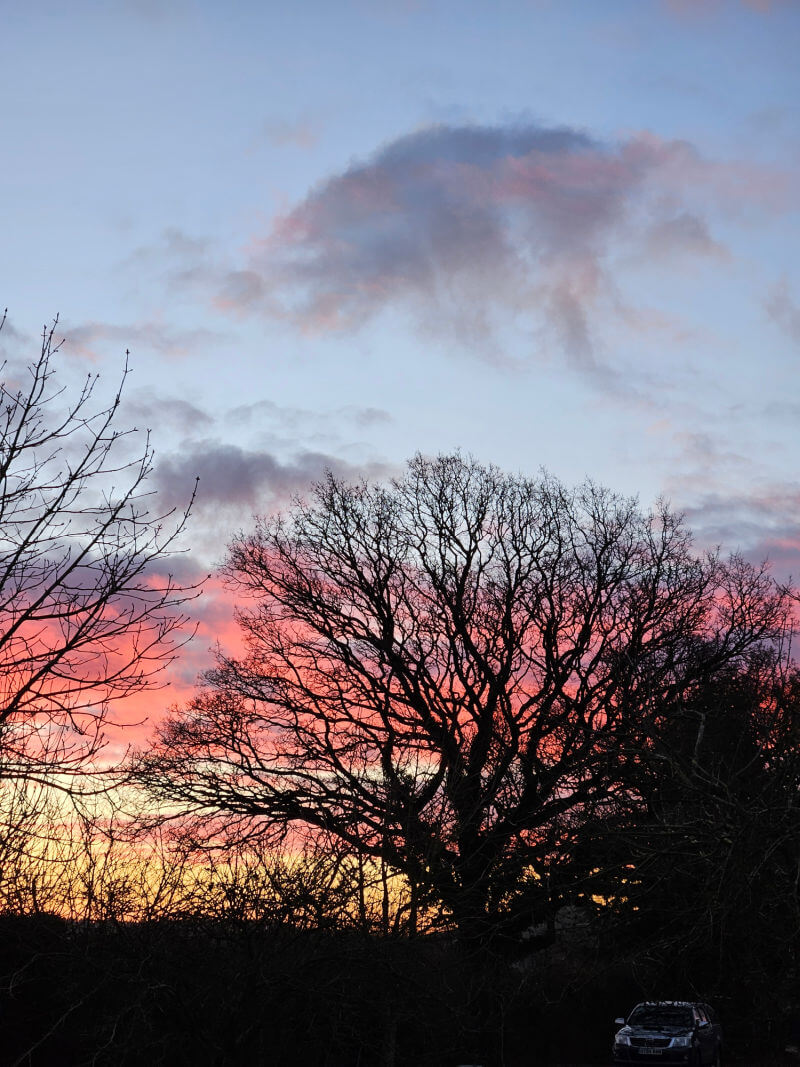 sunrise over trees