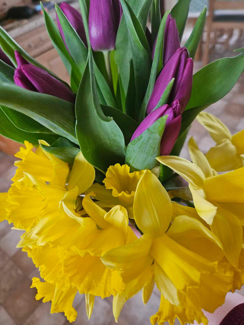 daffodils and purple tulips