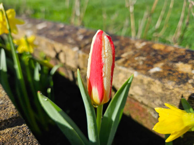 mini tulip emerging with water drops on