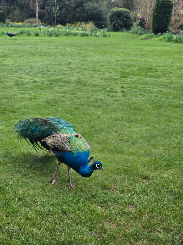 peacock on the lawn at Newark Park