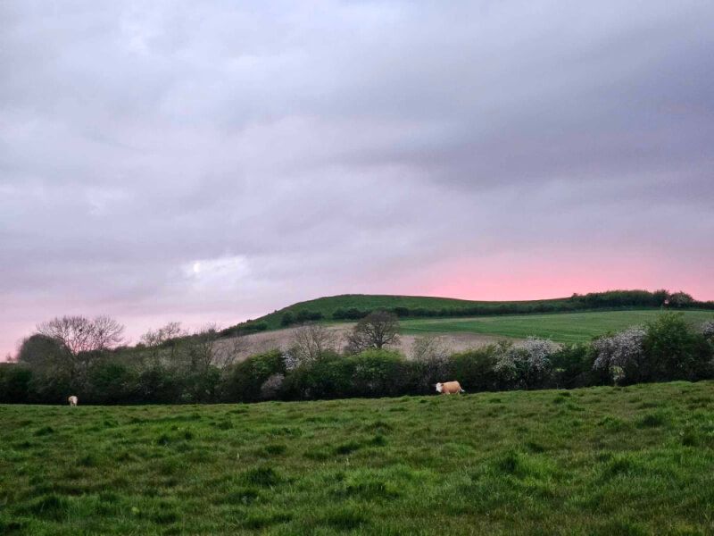 cows out in the field with sunset going down