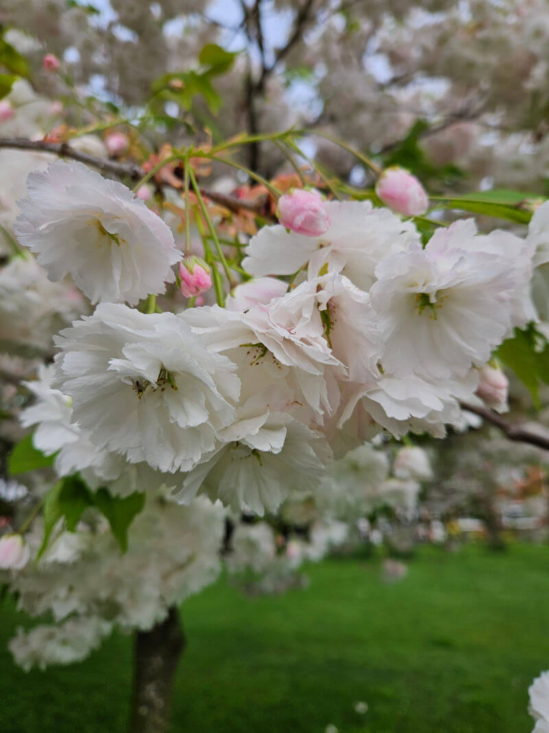 white blossoms close up macro image