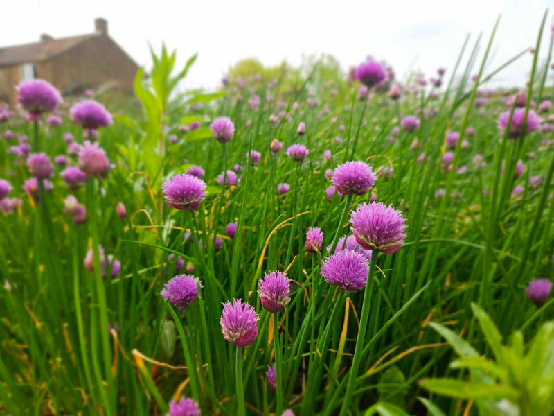 wild chives in the garden