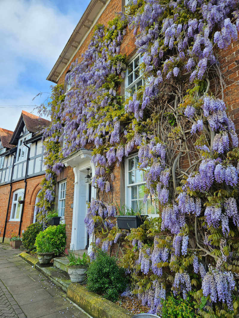 wisteria all over front of a town house