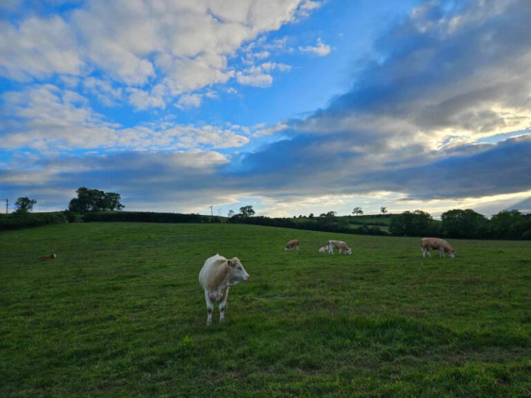 simmental heifers in field at sunset