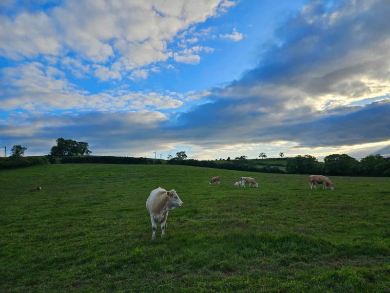 simmental heifers in field at sunset