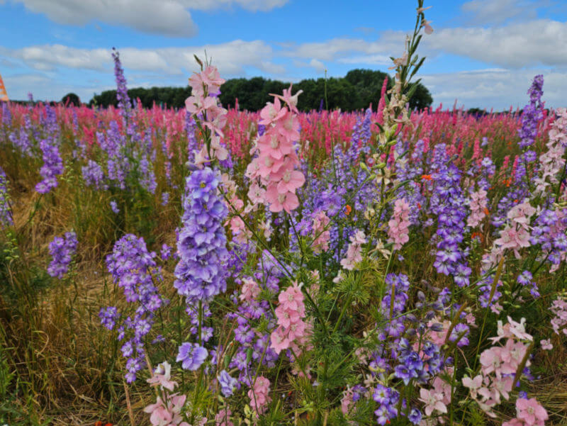 pastel pink and lilac delphinums up close in the confetti flower fields