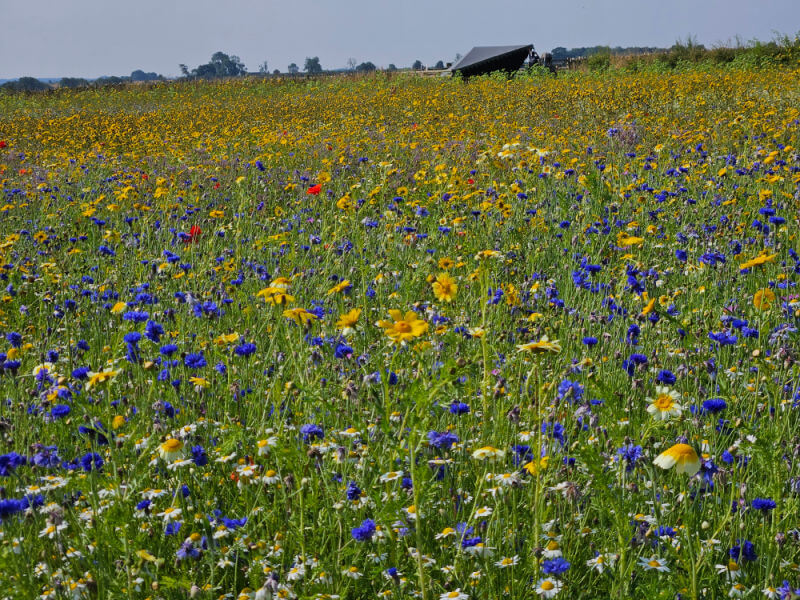 wildflower meadow at Cotswold farm park