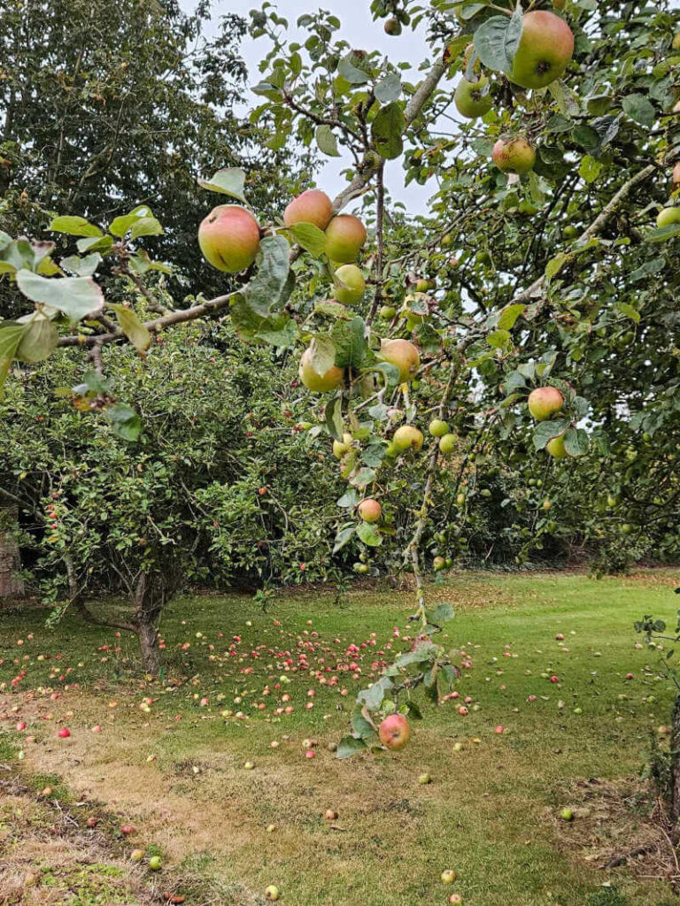 apples growing and on the ground