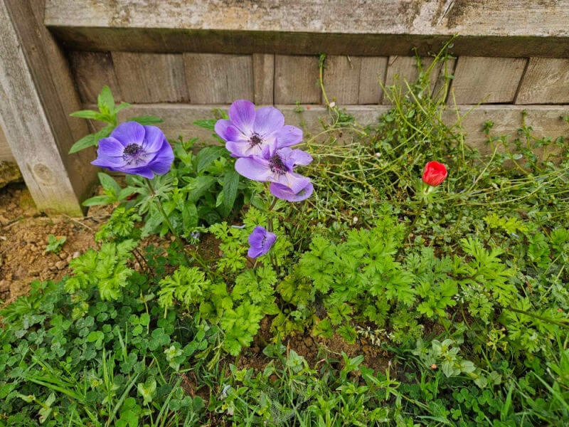 wildflowers growing in garden