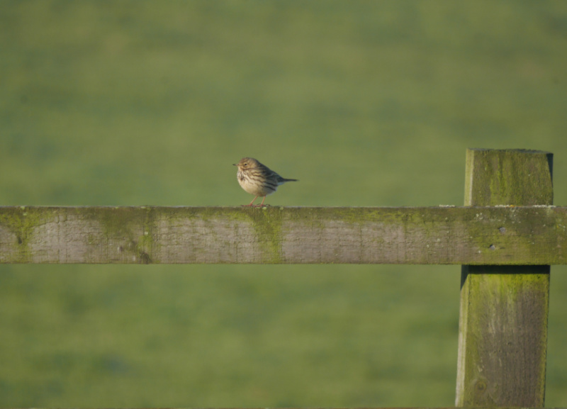 puffed up in winter meadow pipit on fence