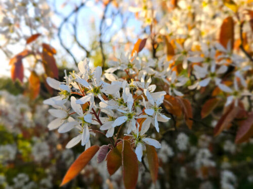 blossom tree in morning sunlight