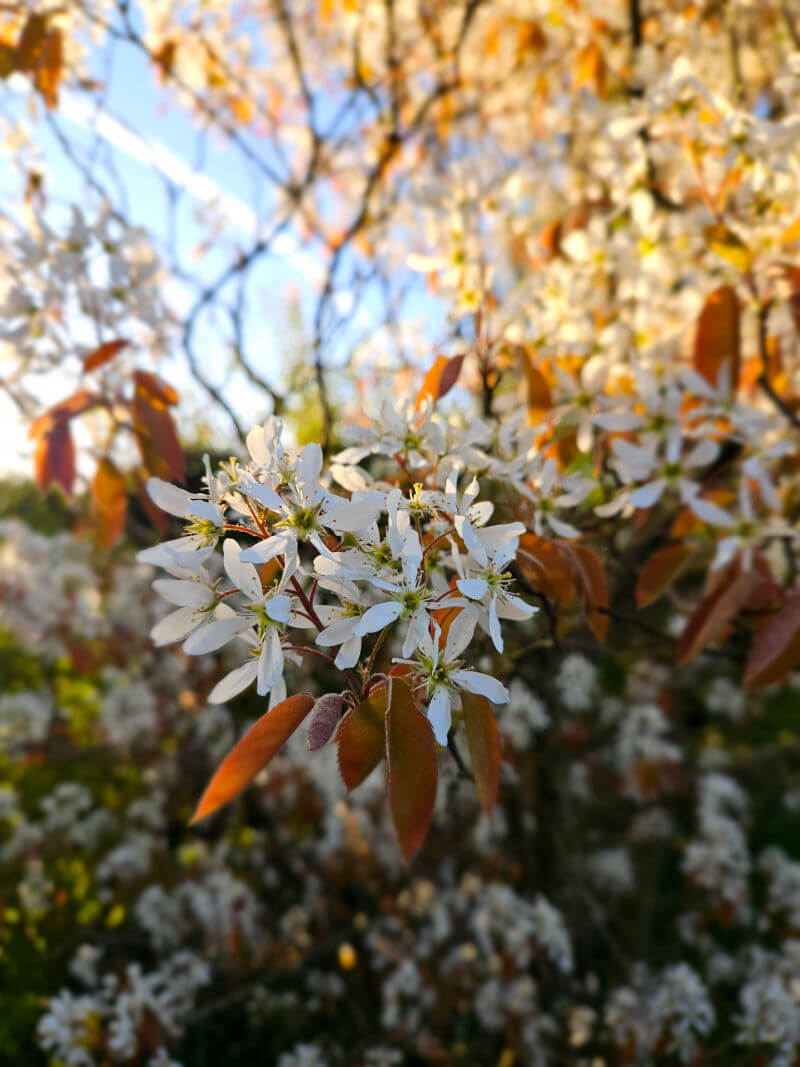 blossom tree in morning sunlight