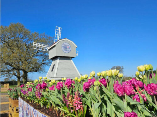 tulleys tulip gardens