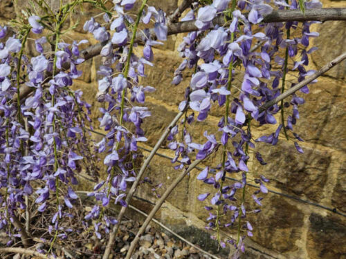 wisteria draping in front of stone house