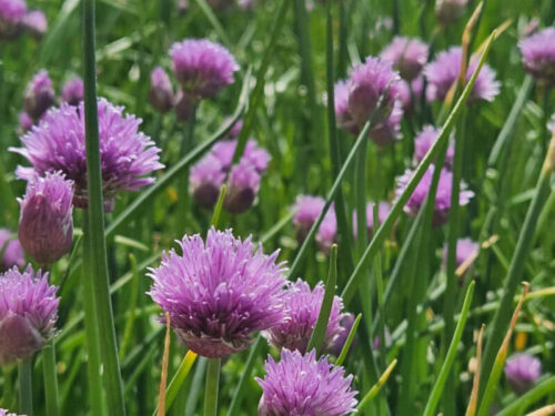 wild cloves