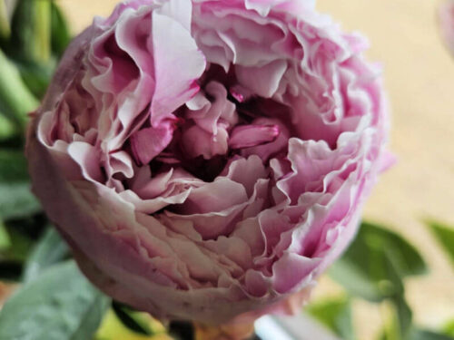unopened peony