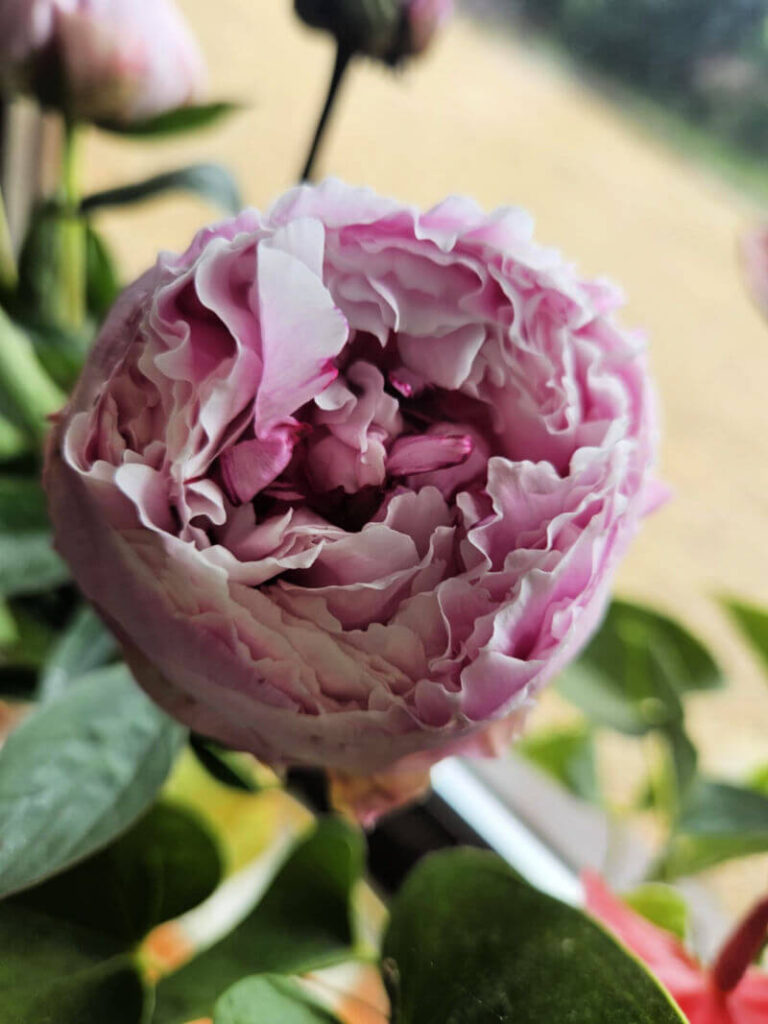 unopened peony